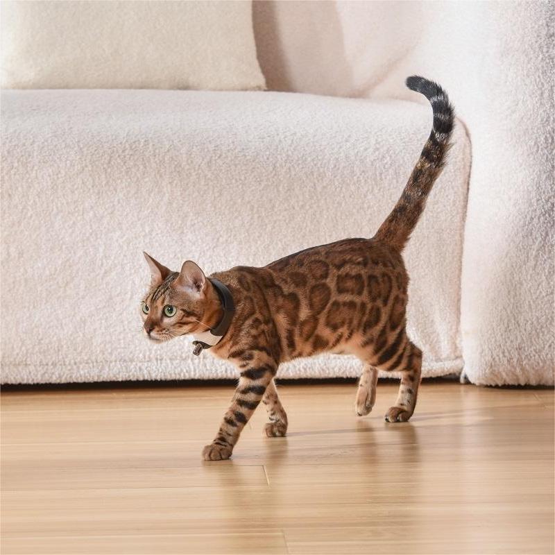 Smart Cat Laser Toy Collar